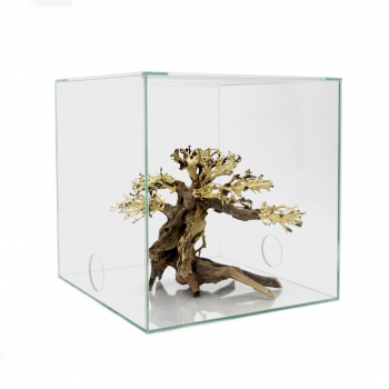 Bonsai-Tree
